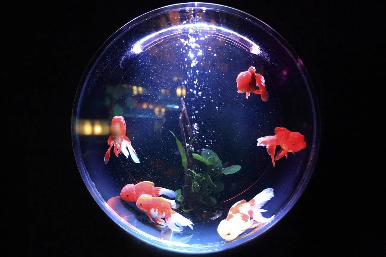 Ikan mas