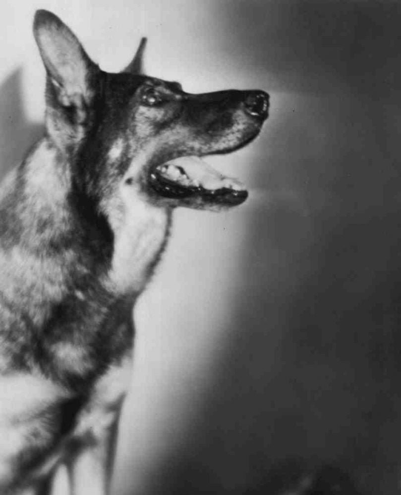 Anjing Rin tin tin