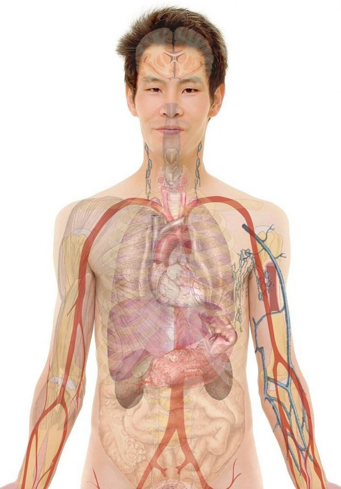 Jantung anatomy