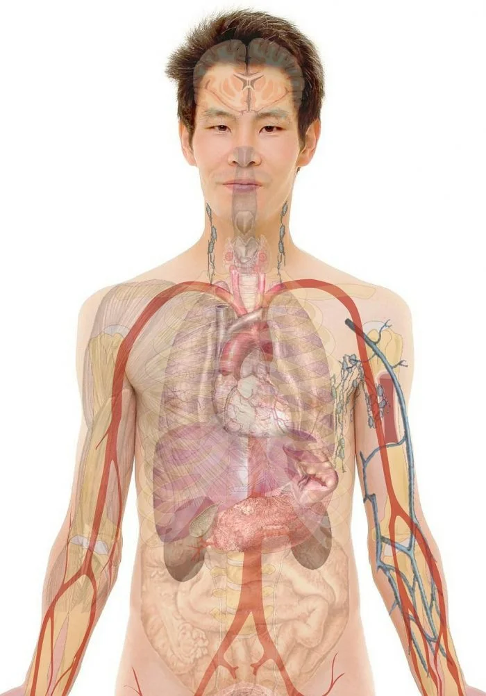 Jantung anatomy