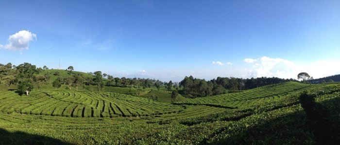 Bandung kebun teh