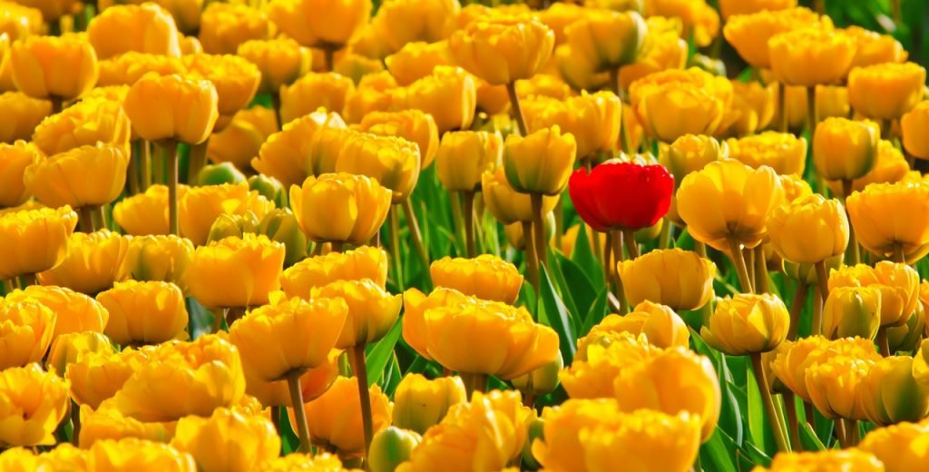 Tulip kuning