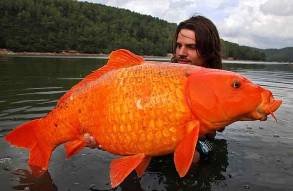 Ikan mas raksasa
