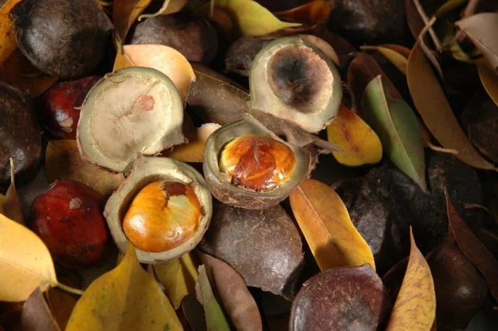 jengkol