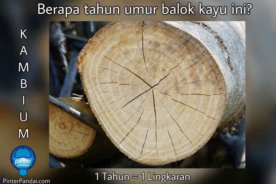 Menentukan Umur Batang kayu