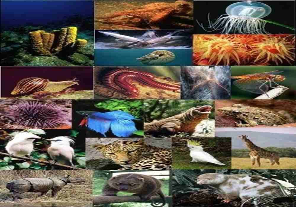 7000 Koleksi Contoh Gambar Hewan Vertebrata Pisces Gratis