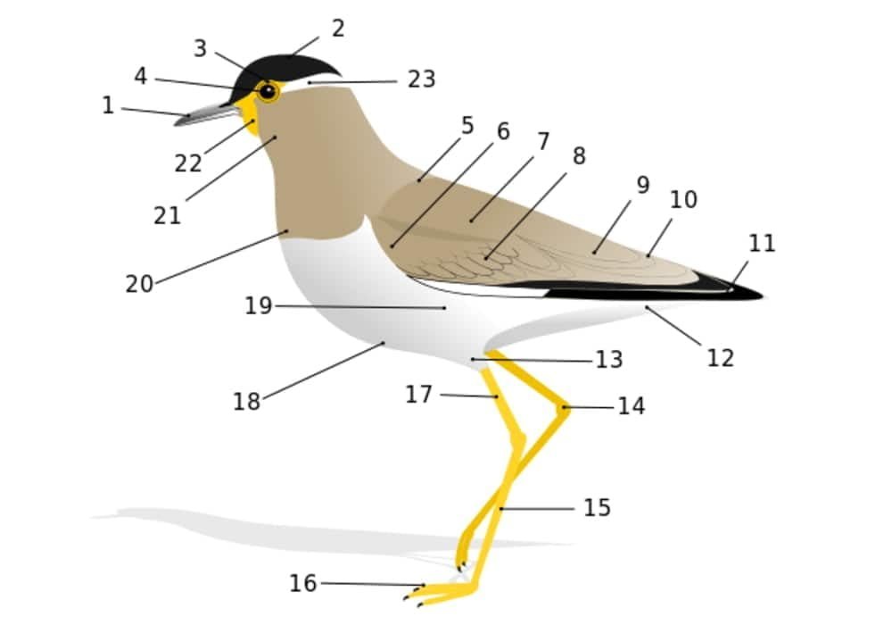 Anatomi burung