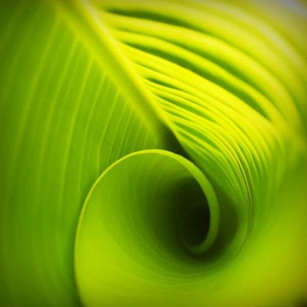 Fotosintesis