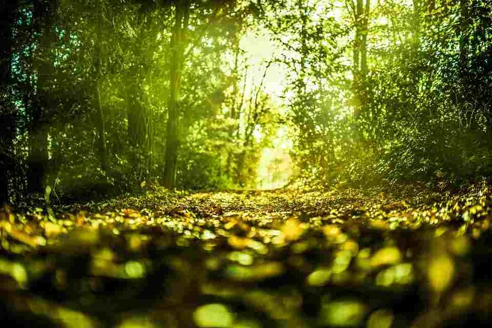 Hutan hujan tropis