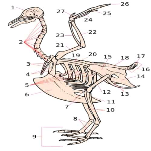 Anatomi Burung dan Sistem Tulang Burung Macam macam Burung