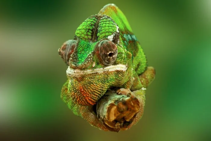 Bunglon reptil