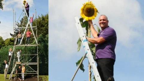 Photo credit Guinness World Records bunga matahari paling tinggi di dunia