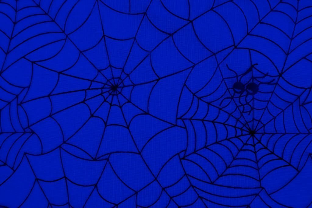 cabang biologi Arachnologi laba laba