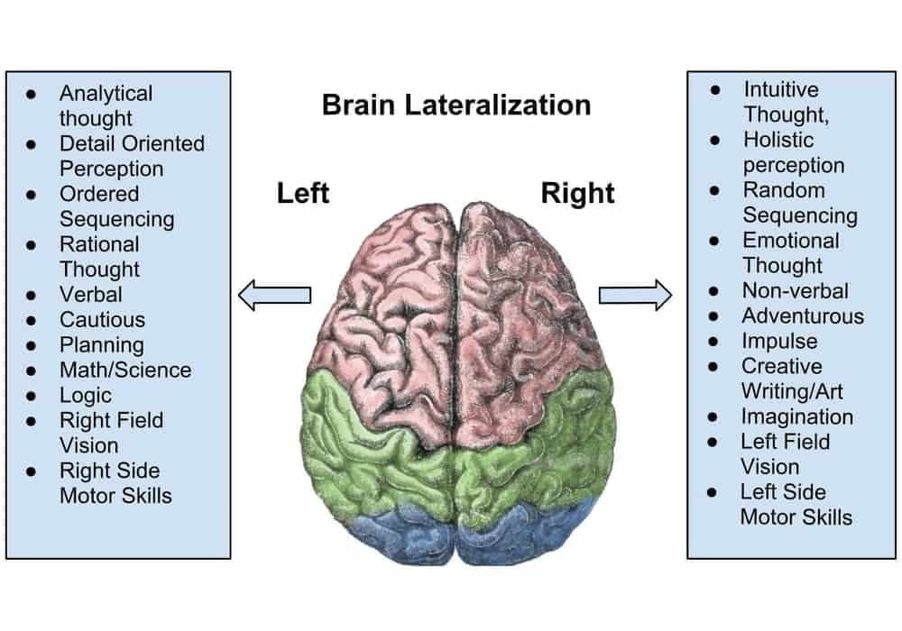 Penyederhanaan yang berlebihan dari lateralisasi dalam psikologi pop. Keyakinan ini dipegang secara luas bahkan di komunitas ilmiah selama beberapa tahun. Gambar ini menunjukkan lateralisasi otak manusia yang terbagi menjadi dua belahan. Otak kiri mengontrol fungsi yang berkaitan dengan logika dan akal, sedangkan otak kanan mengontrol fungsi yang melibatkan kreativitas dan emosi