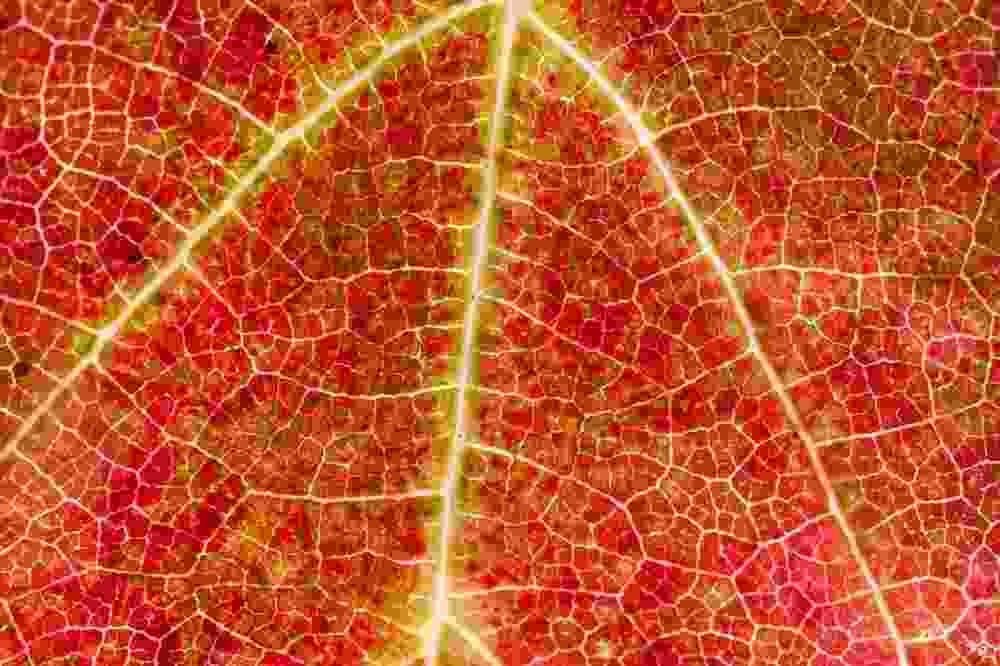 Test IPA - Jaringan Tumbuhan