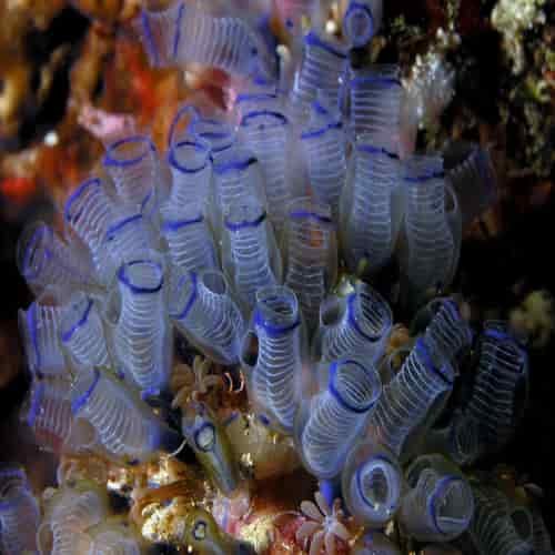 Clavelina moluccensis, the bluebell tunicate mengandung Vanadium