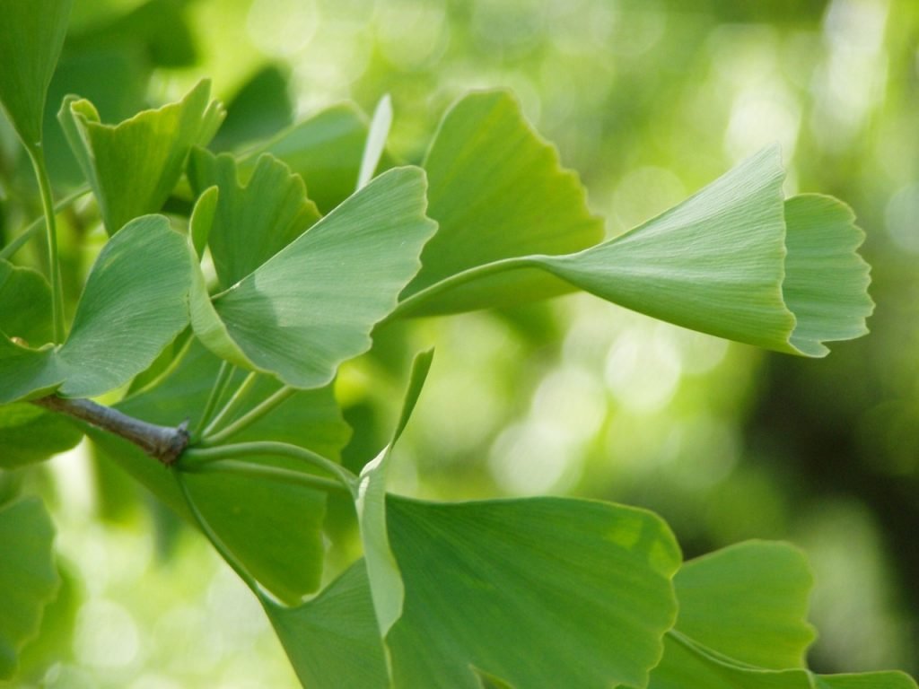 Ginkgo biloba