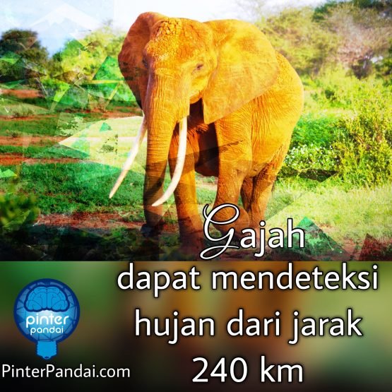 Gajah dapat mendeteksi hujan