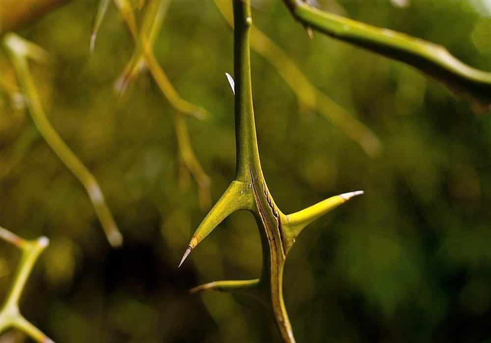 Arti Mimpi Duri - Tafsir, Definisi, Penjelasan Mimpi Secara Psikologi