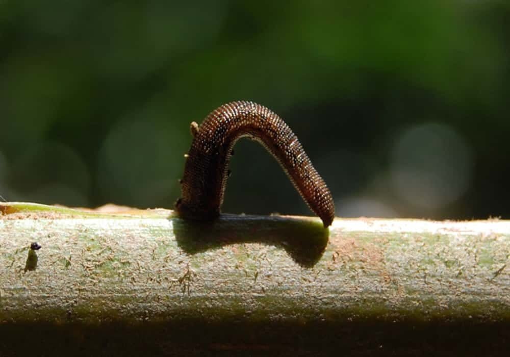 Arti Mimpi Lintah - Tafsir, Makna Dan Penjelasan Arti Mimpi