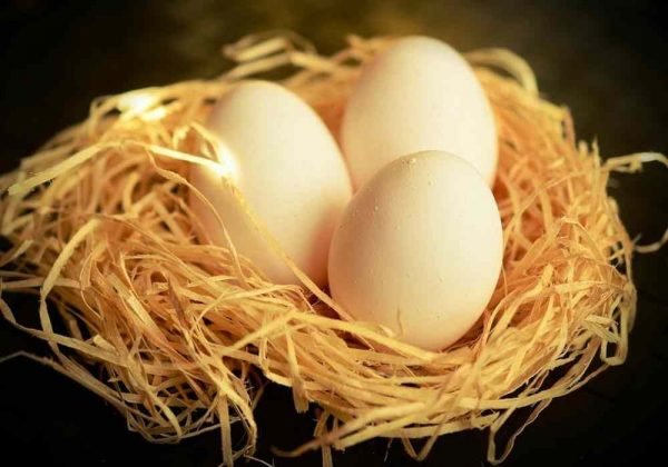 20+ Arti Mimpi Togel Menemukan Telur