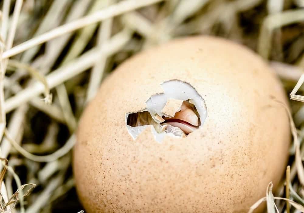 Mimpi dapat telur ayam