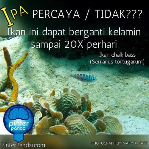 Ikan ganti kelamin IPA - Ikan Chalk Bass Bisa Ganti Kelamin 20X Sehari - Percaya atau tidak?