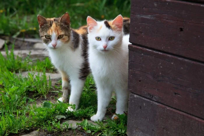 Pulau Kucing di Jepang
