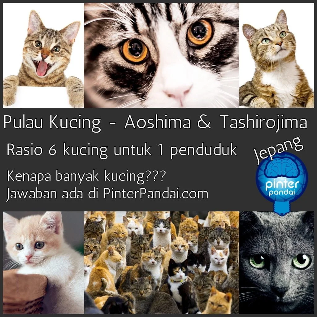kucing