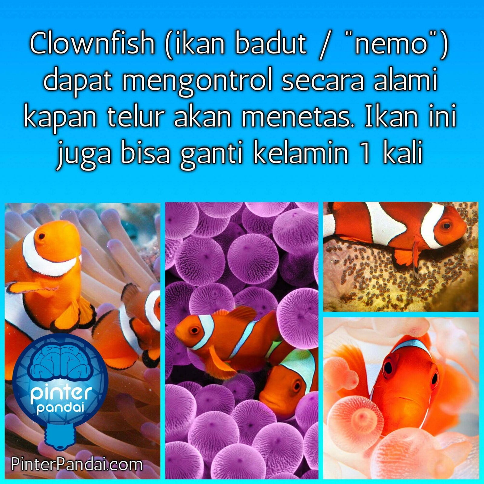 Nemo Ikan Badut