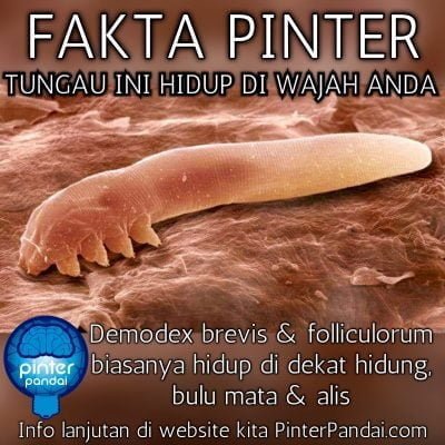 Tungau Demodex ini hidup di wajah Anda