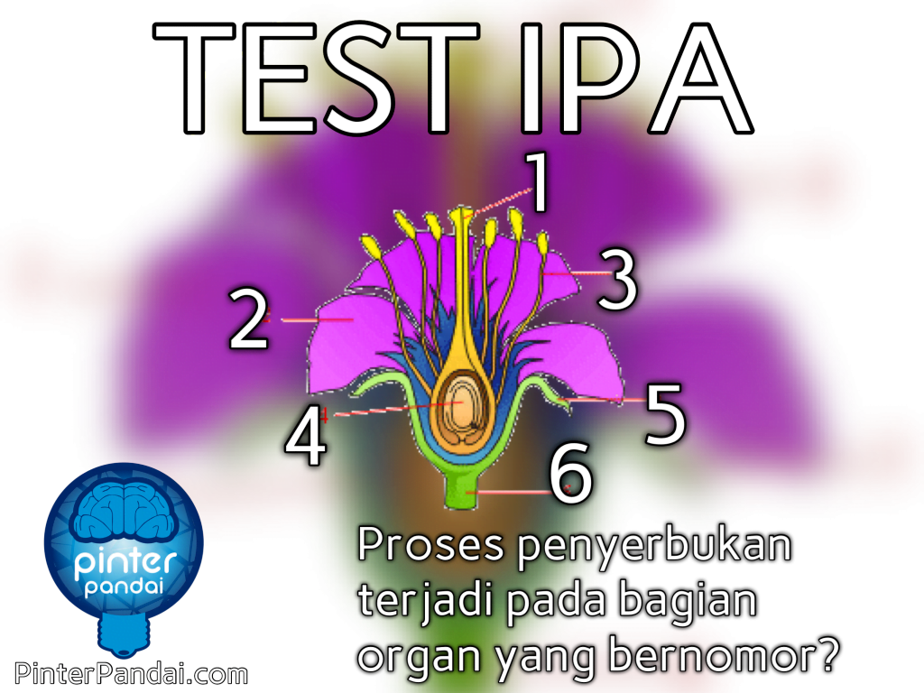penyerbukan bunga test ipa