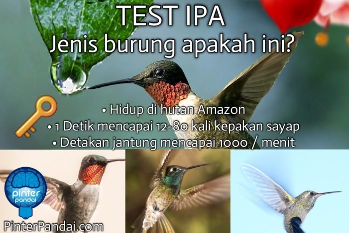 burung kolobri