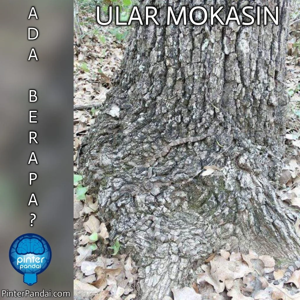 Ular Mokasin
