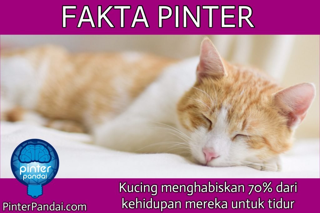 kucing banyak tidur