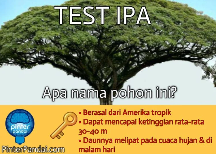 Pohon trembesi