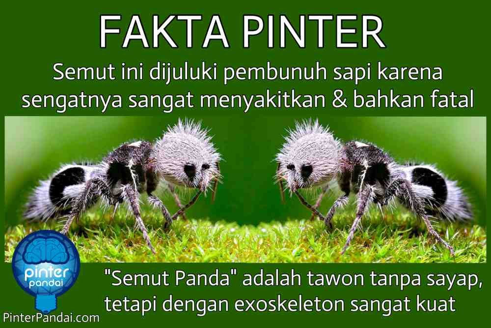 Semut Panda