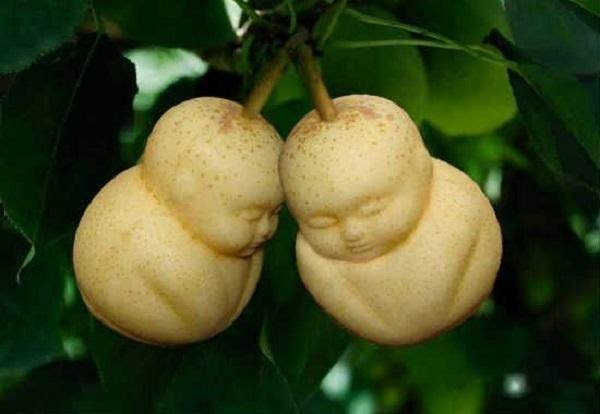 Buah Pir Berbentuk Buddha