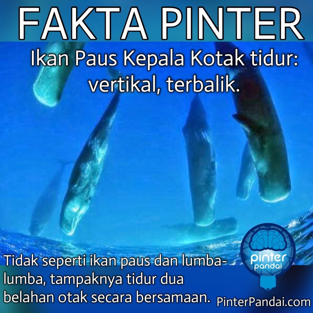 Ikan paus sperma kepala kotak