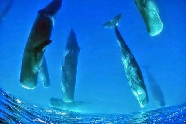 Ikan paus sperma kepala kotak