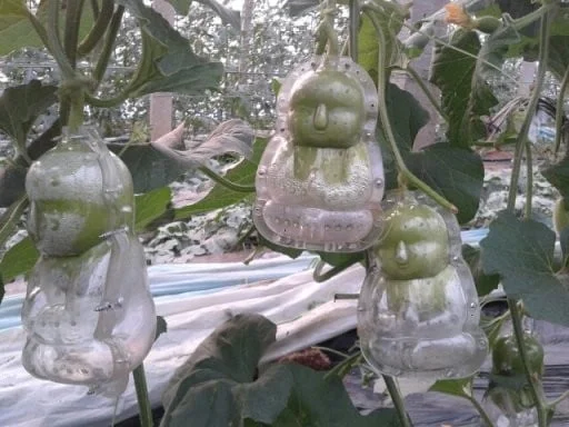 pir-buddha-photograph-courtesy-fruit-mould-company