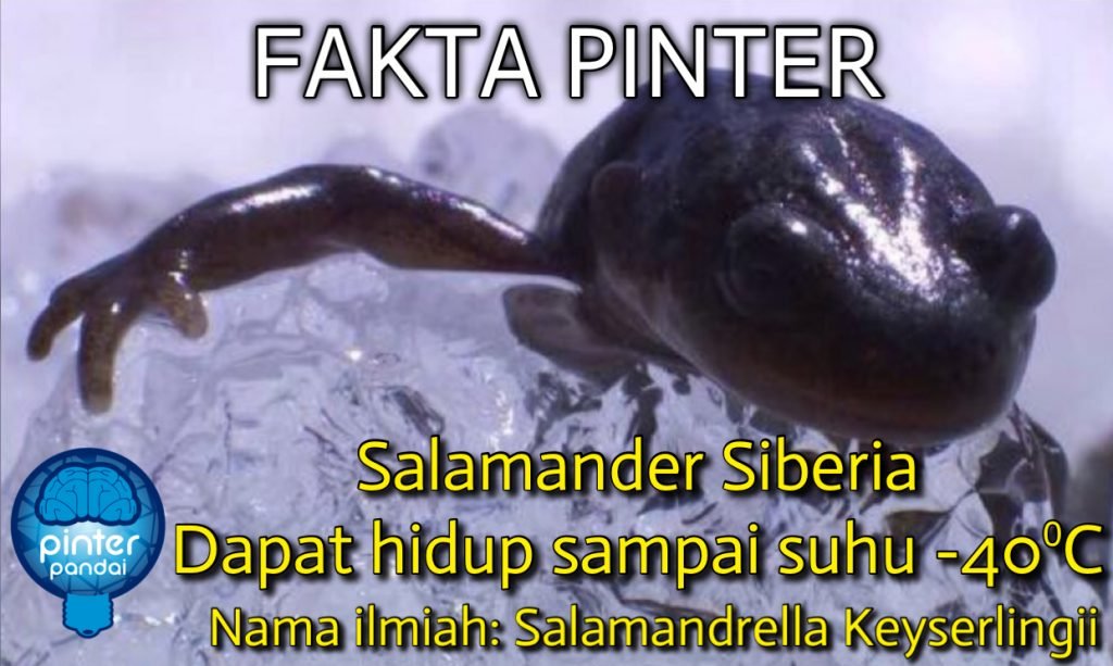 Salamander Siberia