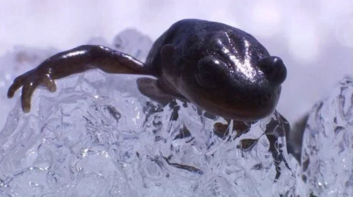 Salamander Siberia