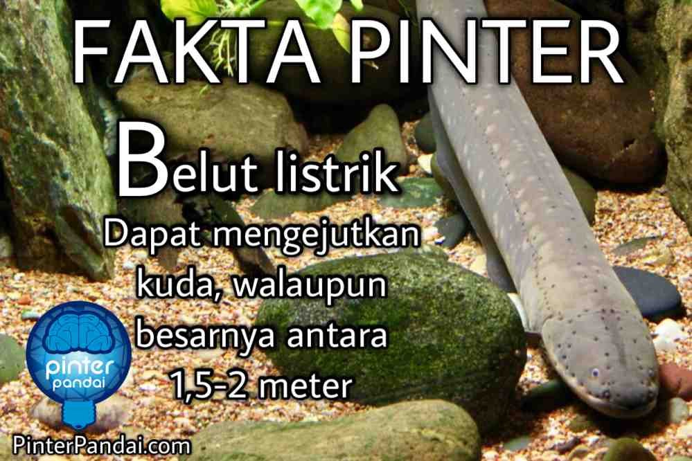 belut listrik