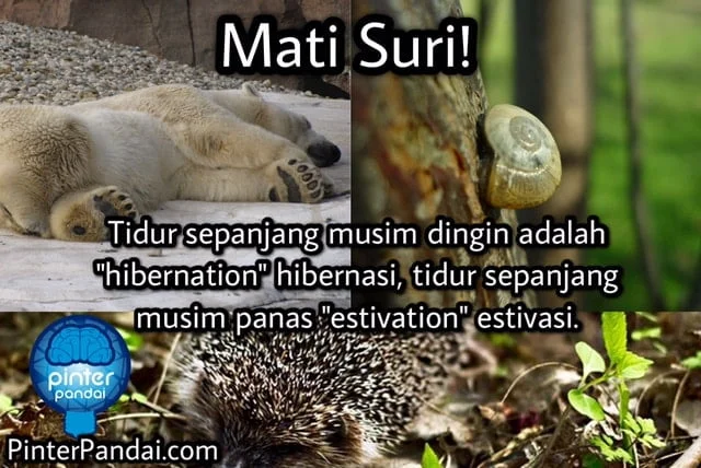 Hewan mati suri