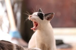 Kucing menguap