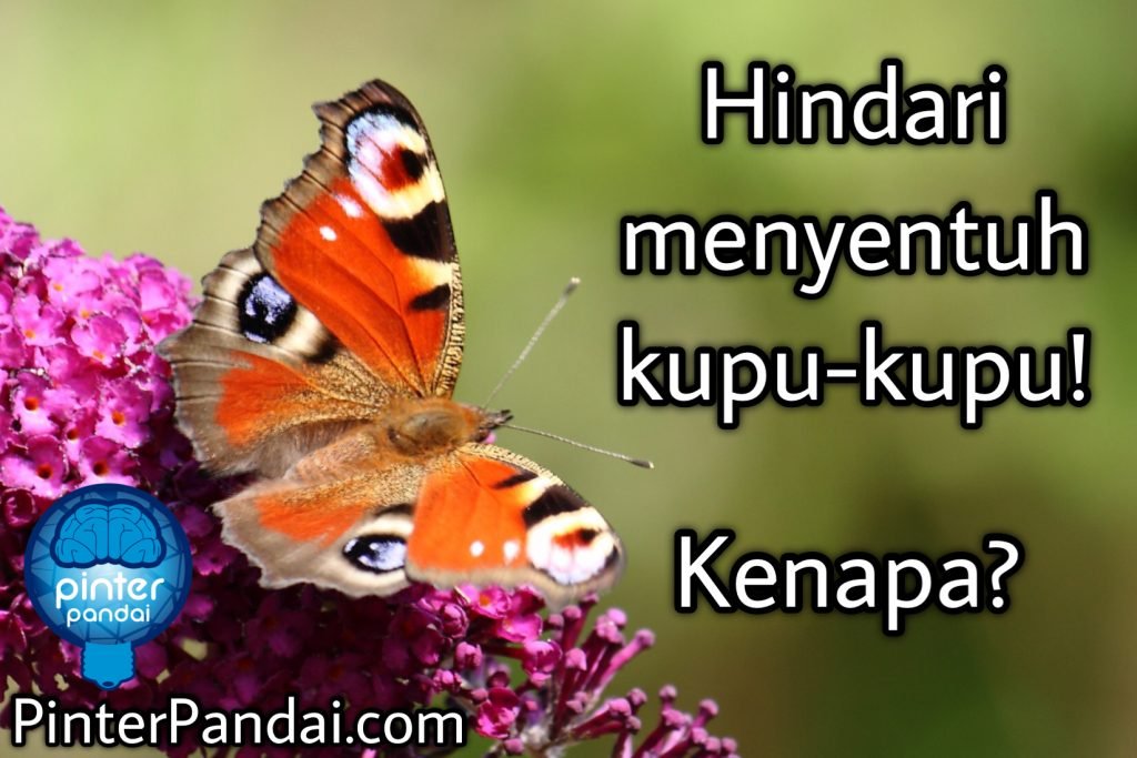 Hindari menyentuh kupu-kupu