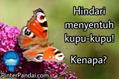 Hindari menyentuh kupu-kupu