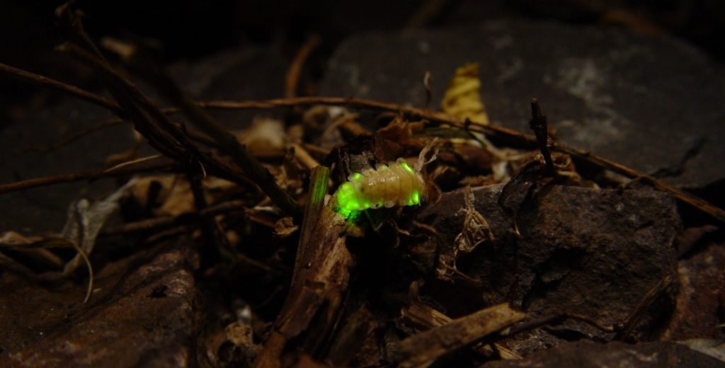 larva kunang-kunang