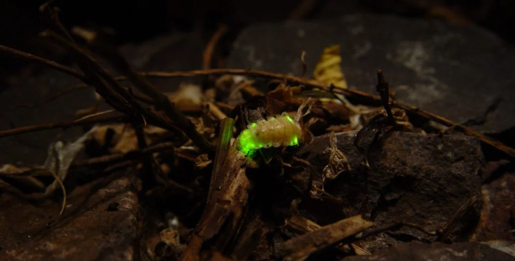 larva kunang-kunang
